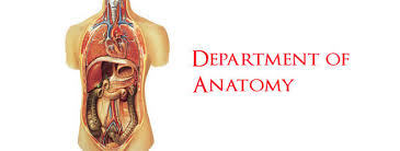 Anatomy Department